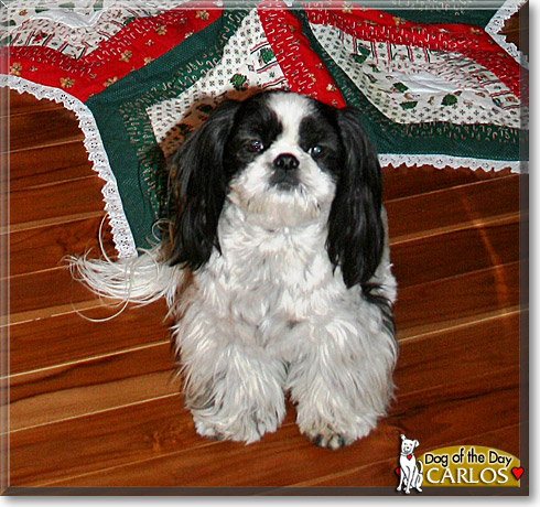 Carlos, the Dog of the Day Carlos, the Dog of the Day