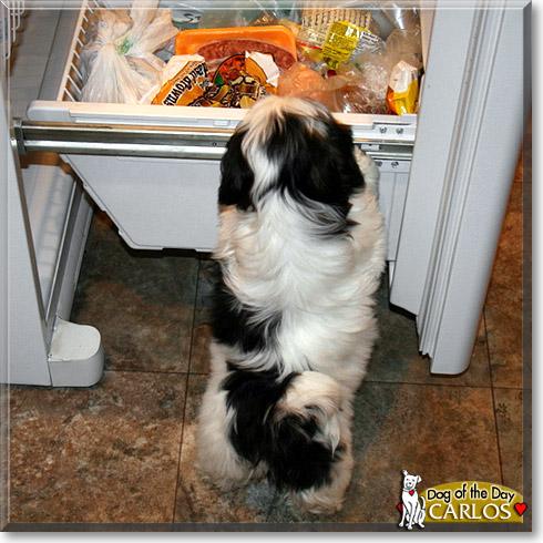 Carlos, the Dog of the Day