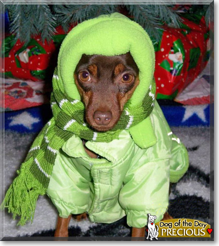 Precious, the Dog of the Day