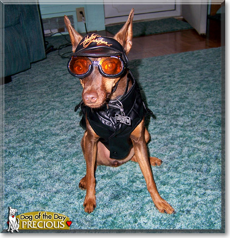 Precious, the Dog of the Day