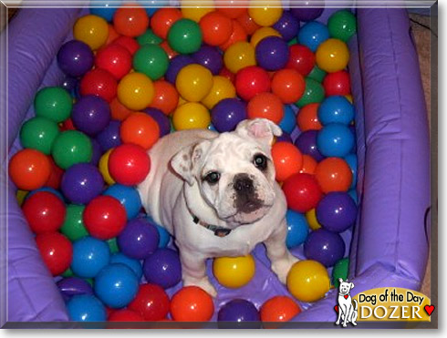 Dozer, the Dog of the Day