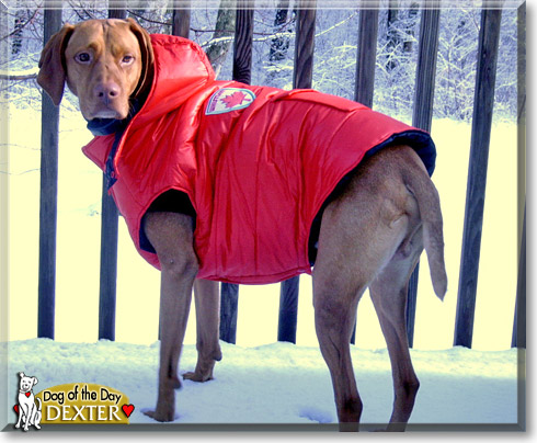 Dexter, the Dog of the Day