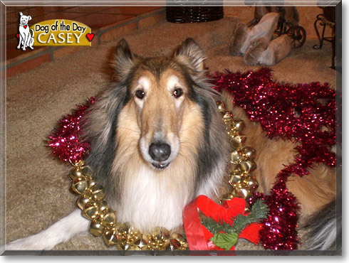 Casey, the Dog of the Day