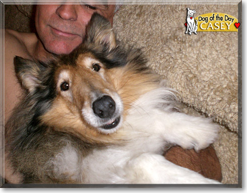 Casey, the Dog of the Day