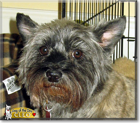 Cleo, the Dog of the Day