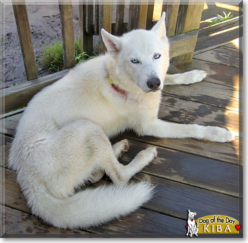 Kiba, the Dog of the Day