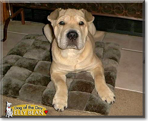 Elly Bean, the Dog of the Day
