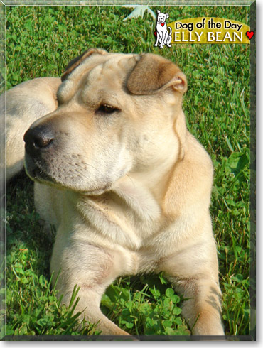 Elly Bean, the Dog of the Day