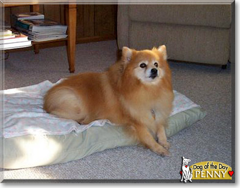 Penny, the Dog of the Day