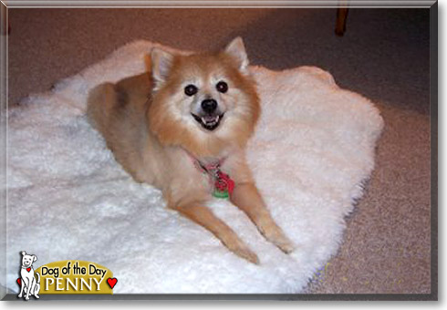 Penny, the Dog of the Day