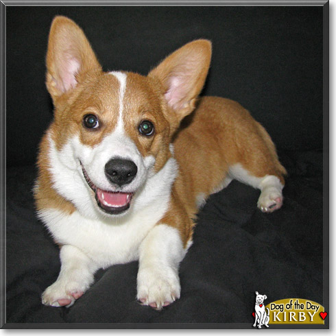 Kirby, the Dog of the Day