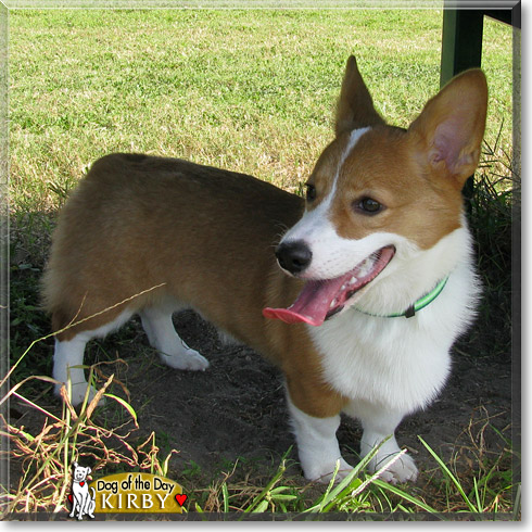 Kirby, the Dog of the Day