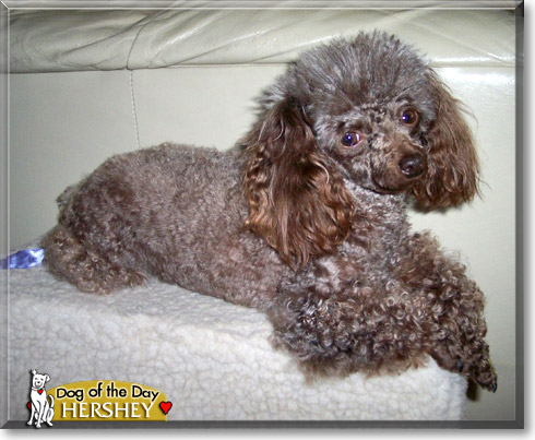 Hershey, the Dog of the Day