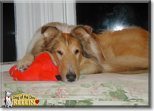 Keelin, the Dog of the Day