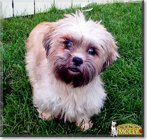 Molly, the Dog of the Day