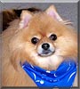 Sparky