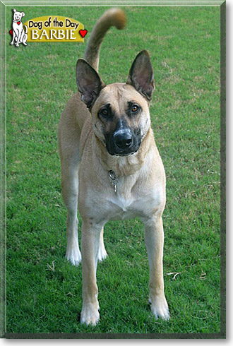 Barbie, the Dog of the Day Barbie, the Dog of the Day