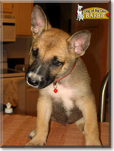 Teddy Bear, the Dog of the Day Teddy Bear, the Dog of the Day