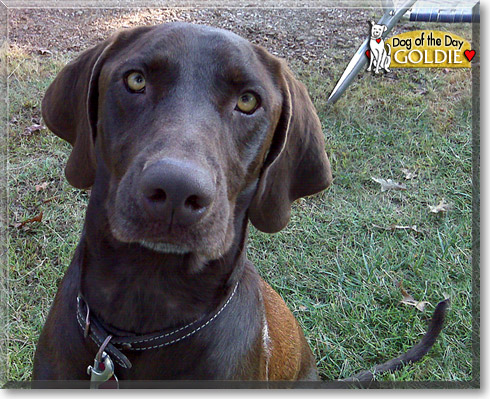 Goldie, the Dog of the Day Goldie, the Dog of the Day