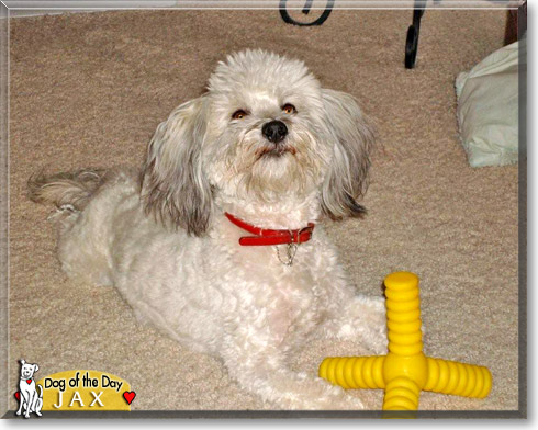 Jax, the Dog of the Day