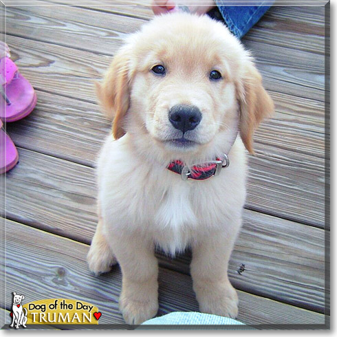Truman, the Dog of the Day