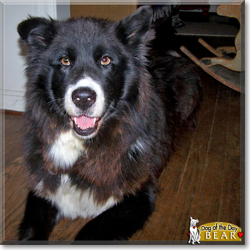 Bear, the Dog of the Day Bear, the Dog of the Day