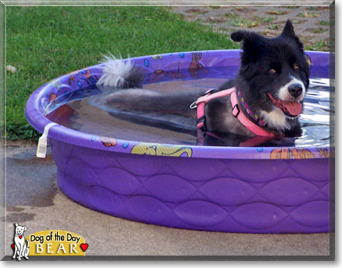 Bear, the Dog of the Day Bear, the Dog of the Day