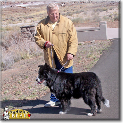 Bear, the Dog of the Day Bear, the Dog of the Day