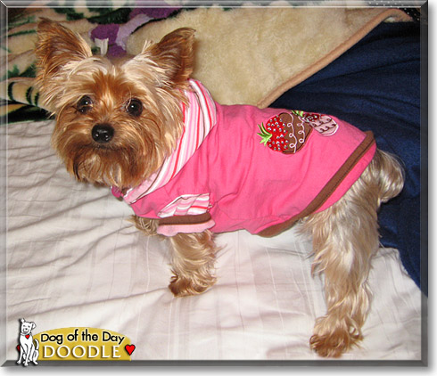 Doodle, the Dog of the Day
