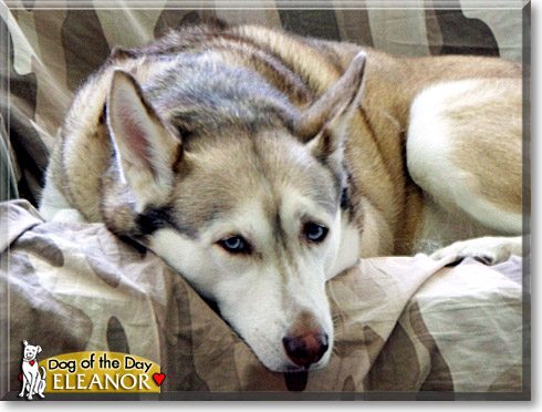 Eleanor, the Dog of the Day Eleanor, the Dog of the Day