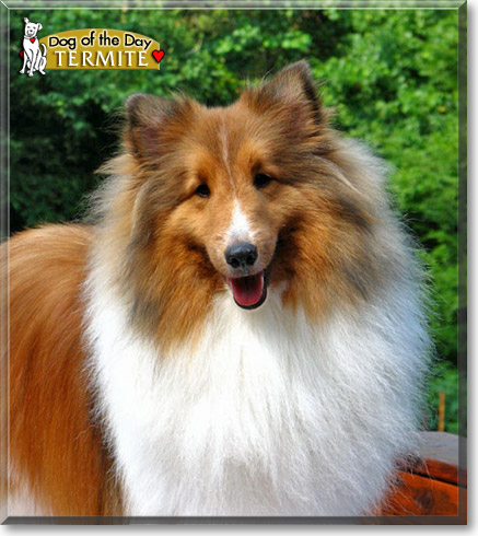 Termite, the Dog of the Day Termite, the Dog of the Day