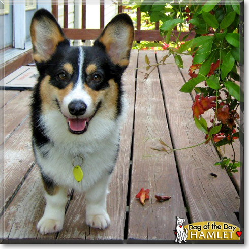 Hamlet, the Dog of the Day Hamlet, the Dog of the Day