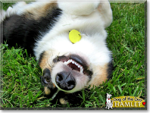 Hamlet, the Dog of the Day Hamlet, the Dog of the Day