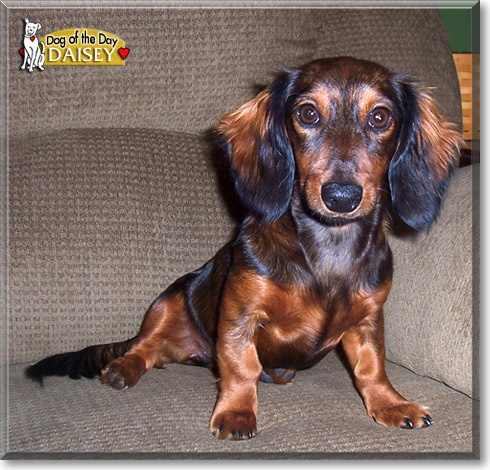 Daisey, the Dog of the Day Daisey, the Dog of the Day