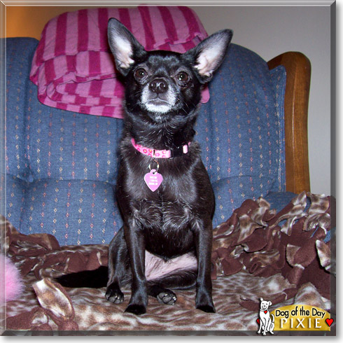 Pixie, the Dog of the Day Pixie, the Dog of the Day