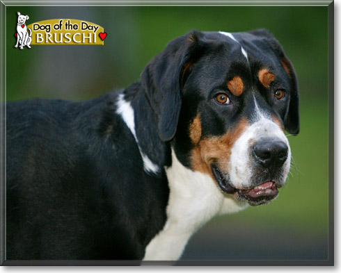 Bruschi, the Dog of the Day Bruschi, the Dog of the Day