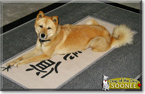 Soonee, the Dog of the Day Soonee, the Dog of the Day