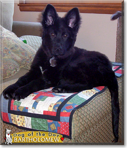 Bartholomew, the Dog of the Day Bartholomew, the Dog of the Day