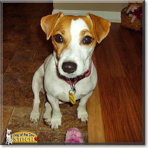 Stitch, the Dog of the Day Stitch, the Dog of the Day