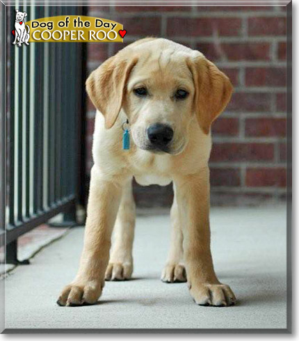 Cooper Roo, the Dog of the Day Cooper Roo, the Dog of the Day