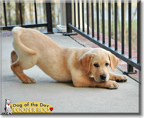 Cooper Roo, the Dog of the Day