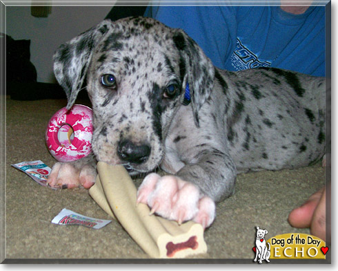 Echo, the Dog of the Day Echo, the Dog of the Day