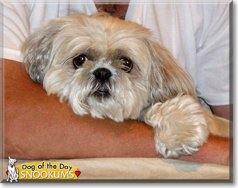 Snookums, the Dog of the Day Snookums, the Dog of the Day