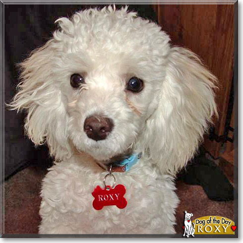 Roxy, the Dog of the Day Roxy, the Dog of the Day
