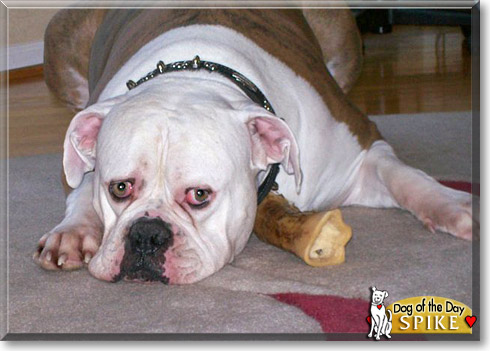 Spike, the Dog of the Day Spike, the Dog of the Day