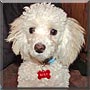 Roxy