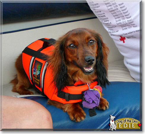 Edie, the Dog of the Day