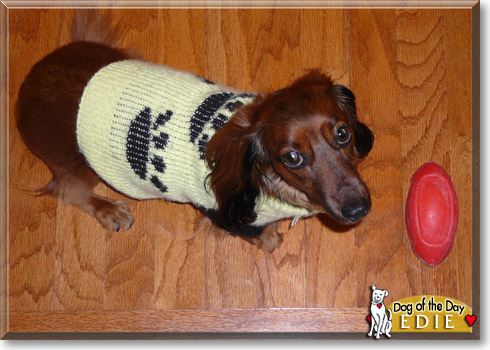 Edie, the Dog of the Day