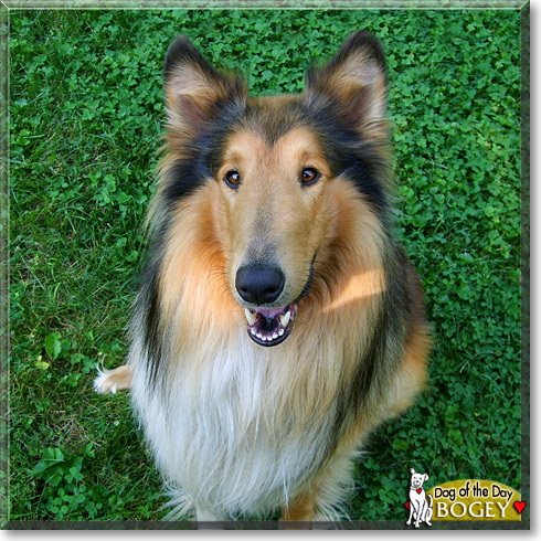 Bogey, the Dog of the Day Bogey, the Dog of the Day