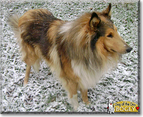 Bogey, the Dog of the Day Bogey, the Dog of the Day